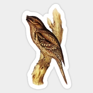 Australian Tawny Frogmouth Bird Illustration Sticker